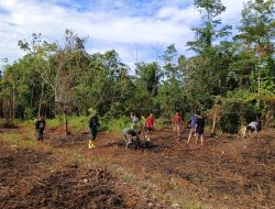 Babinsa Koramil 10/Lolowau Bersama Warga Melaksanakan Kegiatan Ketahanan Pangan Pembukaan Lahan Ubi Jalar.