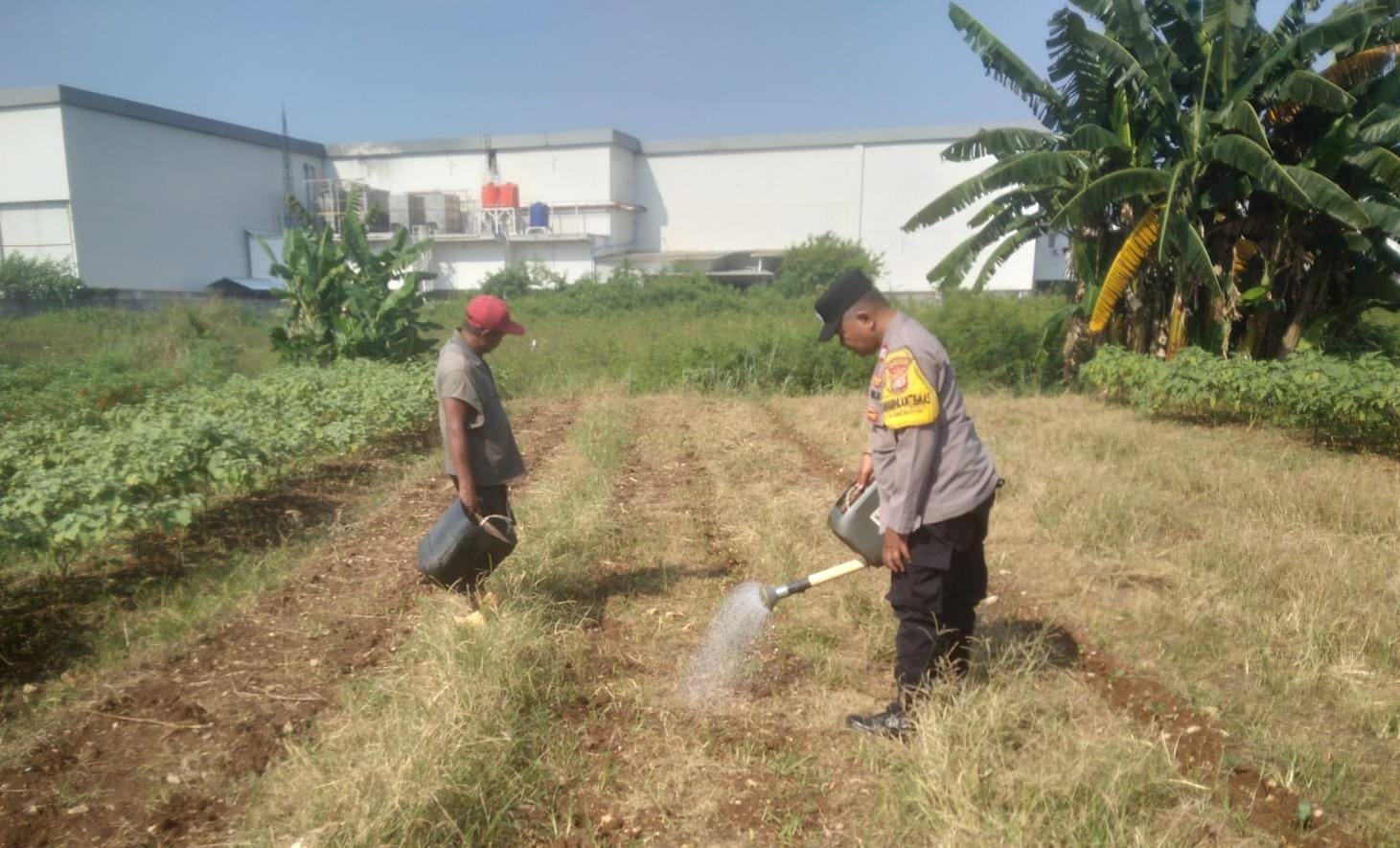 Bhabinkamtibmas Rawalumbu Aktif Dukung Ketahanan Pangan Lewat Pemantauan Tanaman Jagung di Bojong Menteng