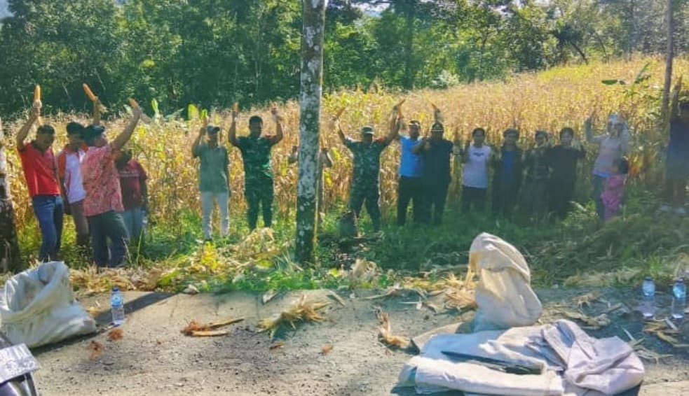 Koramil 10/Lolowau Hadiri Panen Raya Jagung di Lahan Pertanian di Desa Sisobahili Huruna.