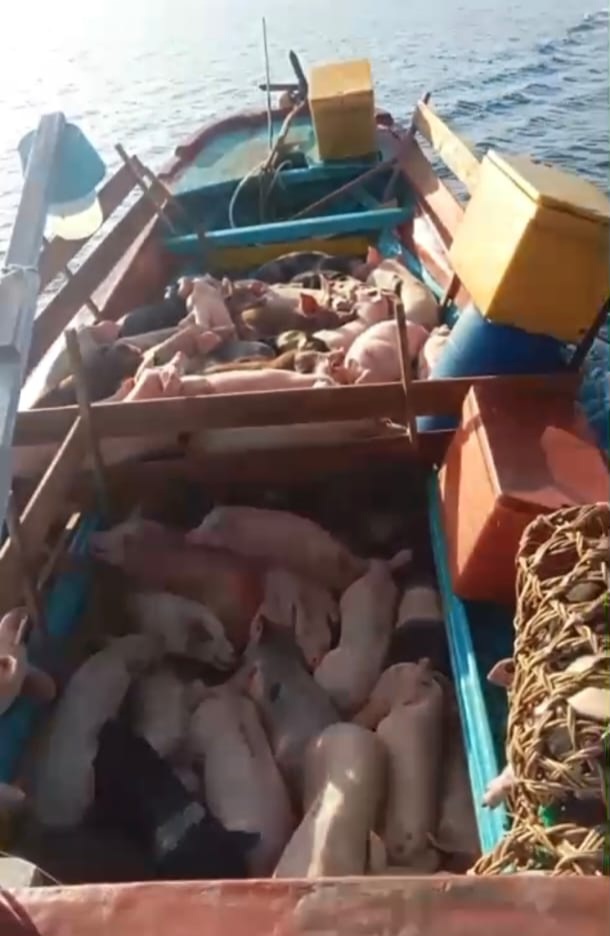 TNI AL Gagalkam Ratusan Ekor Bibit Babi Ilegal di Parairan Nias Utara.