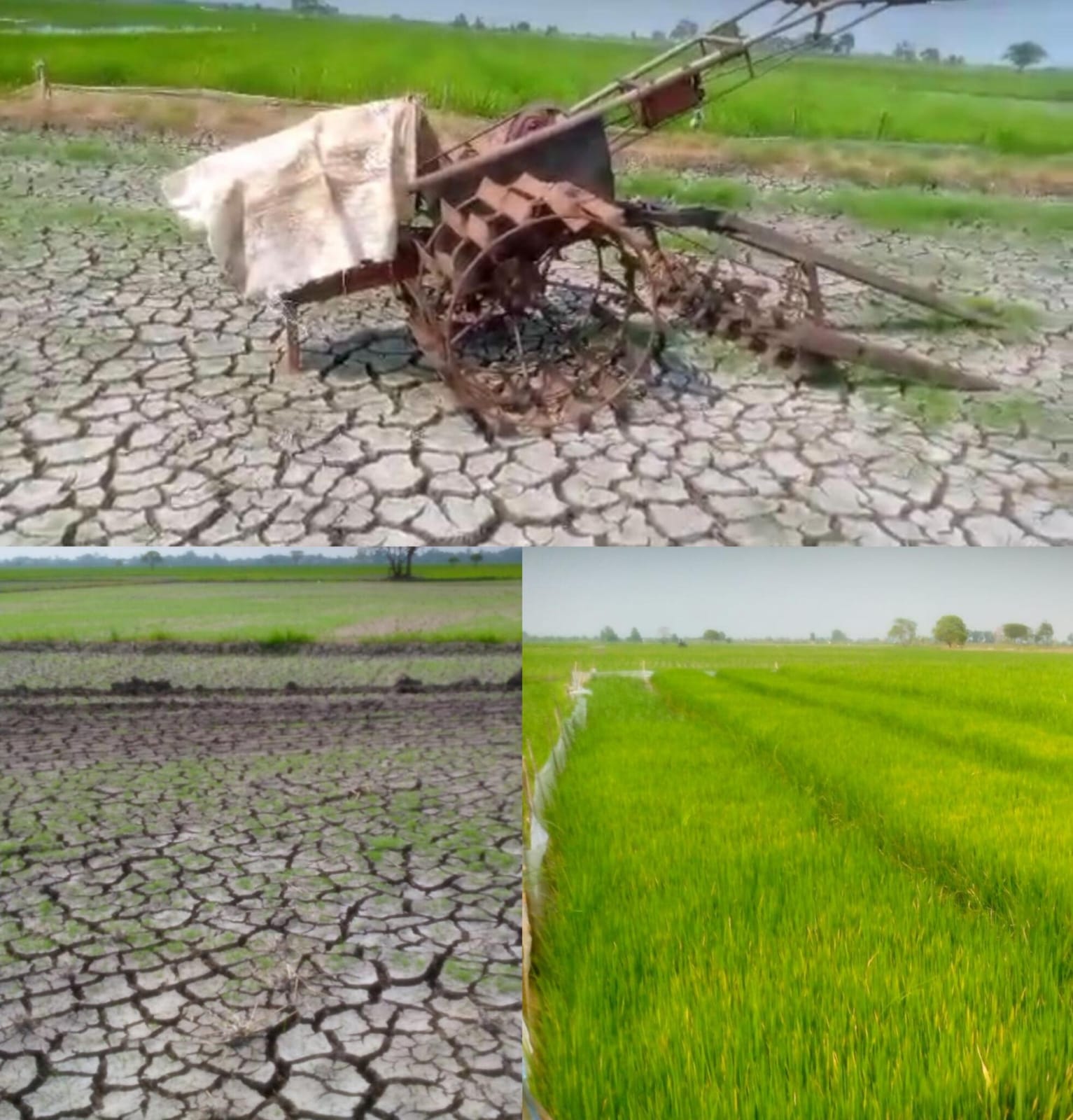 Miris!! Sawah Mengering Petani Karangharja Menjerit Terancam Gagal Panen Pemerintah Diminta Segera Bertindak