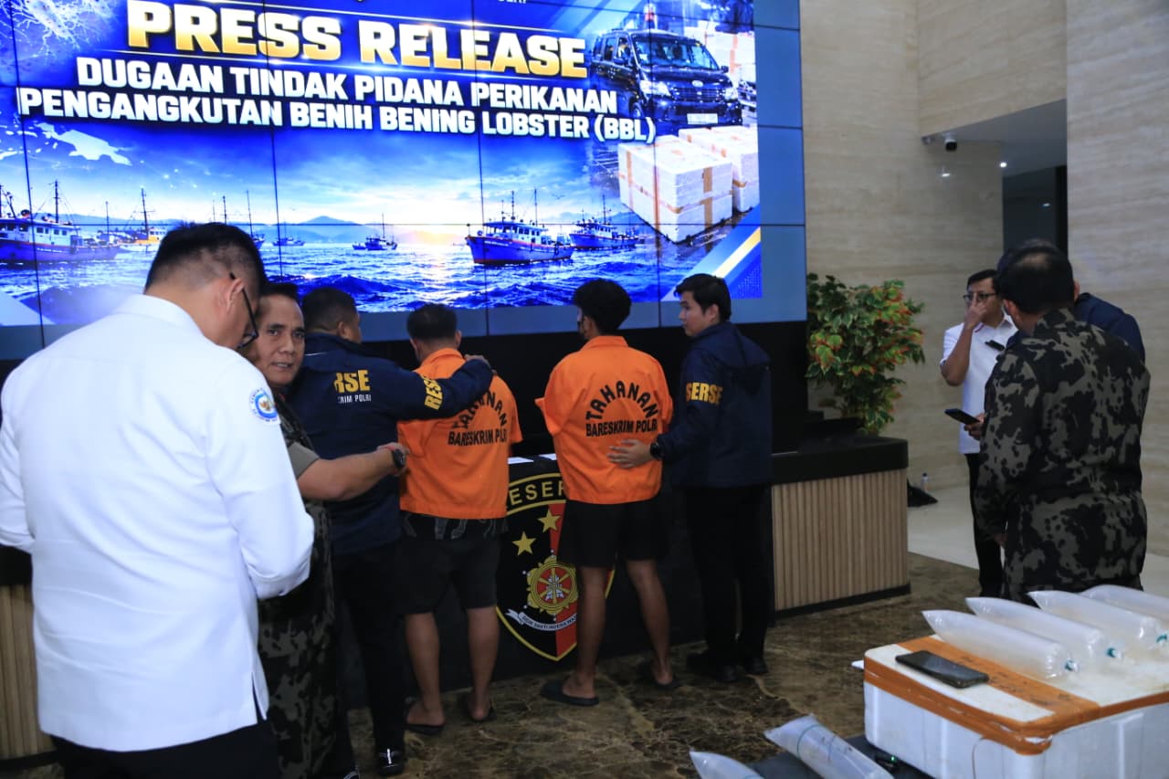 Bareskrim Polri Ungkap Jaringan Penyelundupan Baby Lobster, Dua Pelaku Ditangkap.